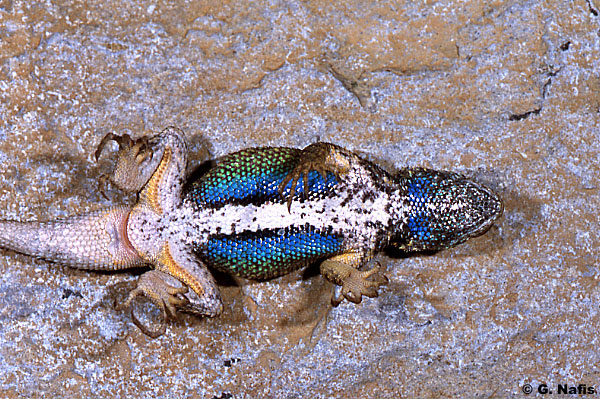 Dead Western Fence Lizard