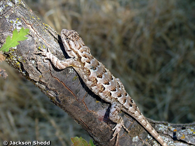 Western Fence Lizard on tree