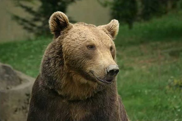 A Brown Bear, predator of the Columbian black tailed deer.