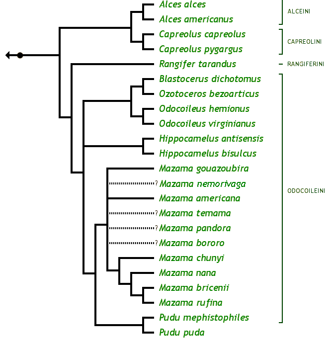 Subfamily Capreolinae