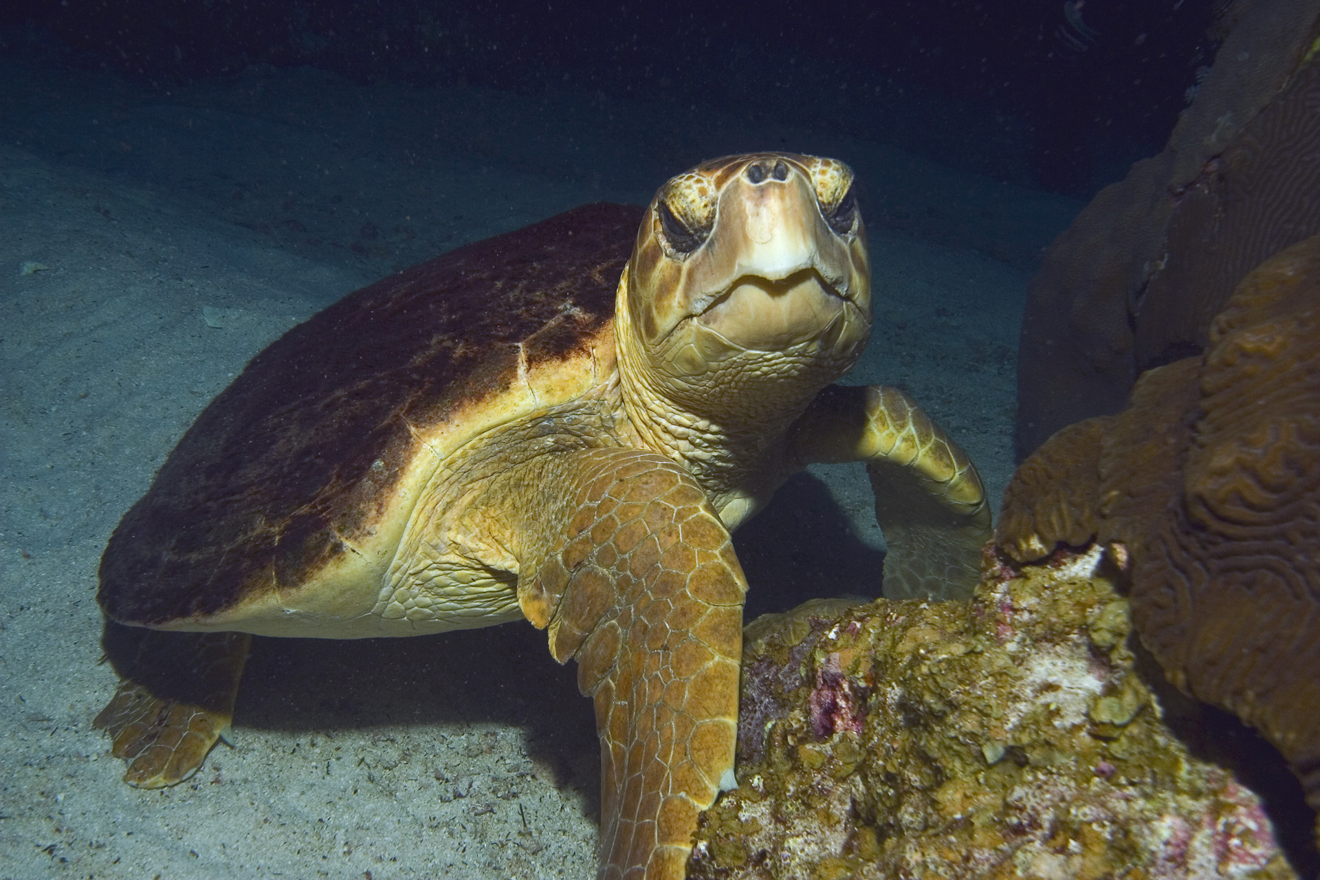 loggerhead-sea-turtle-form-and-function