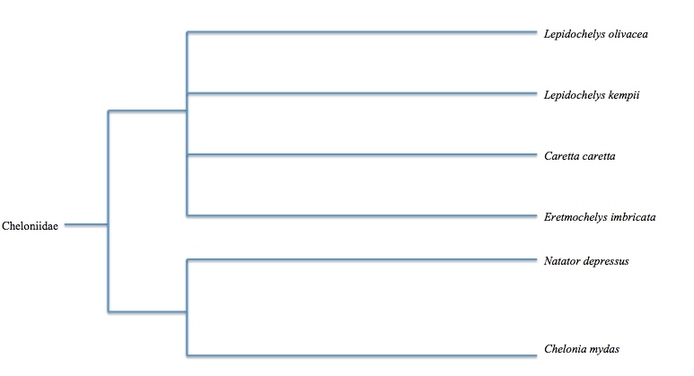 Phylogenetic tree of family Cheloniidae