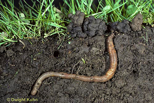 Figure 3. Earth Worm burrowing. Retrieved and downloaded from signing up for Kuhn Photo. Retrieved on 2013/12/08