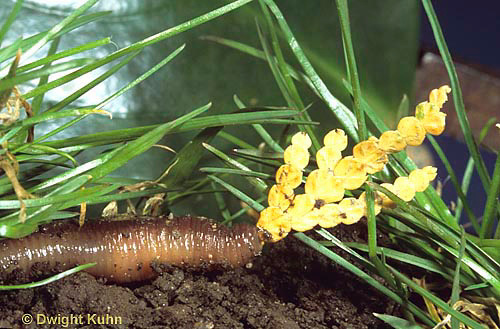 Figure 6. Earth Worm bringing back live plant to burrow. Retrieved from signing up for and downloading at Kuhn Photo.Accessed on 2013/12/08