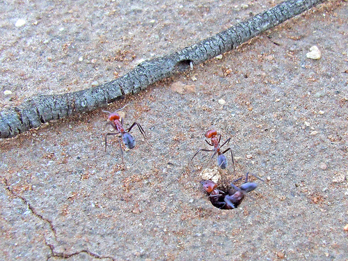 Iridomyrmex purpureus nest entrance