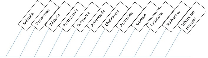 Phylogenetic Tree: Tommy