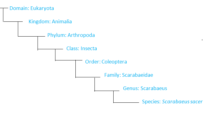 Figure 1. Scarabaeus sacer classification tree created by Tory Klepsa