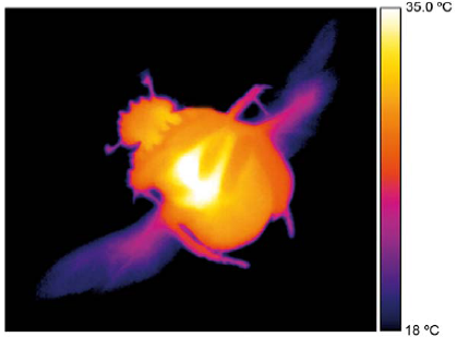 Scarab thermo