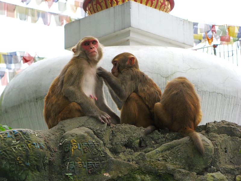 Rhesus monkeys sitting on a rock.