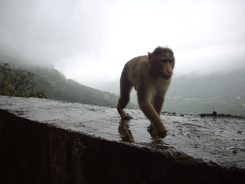 Rhesus Monkey walking