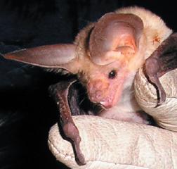 Pallid bat face.