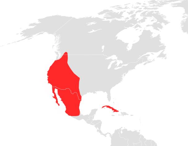 Distribution of pallid bat.