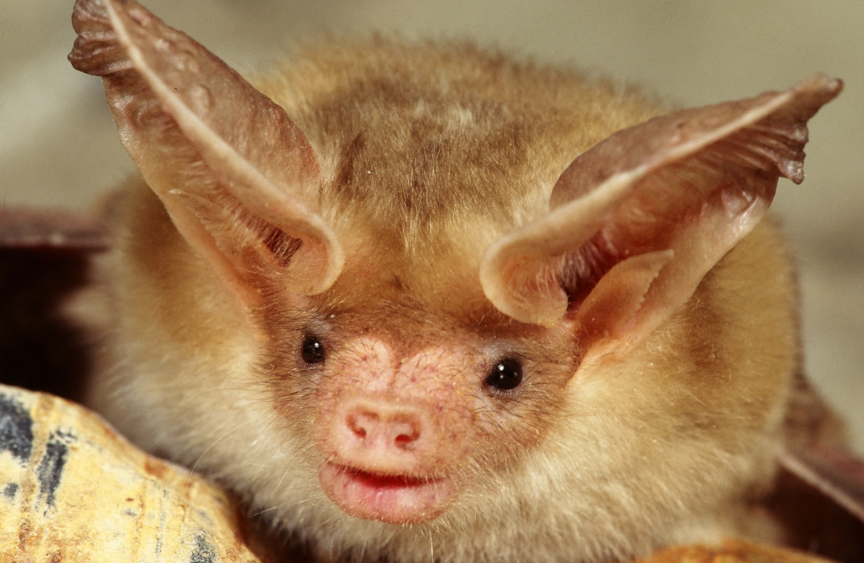 Pallid Bat Face. Photo obtained from the National Park Service.