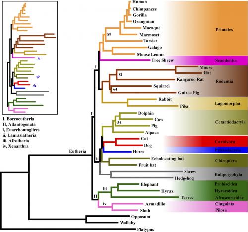 Phylogenetic tree showing the relationship between the orders from the class Mammalia.