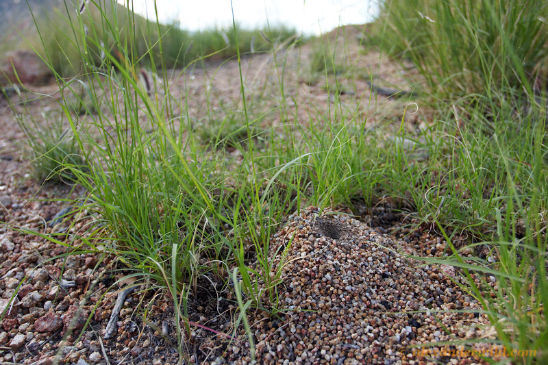 Honeypot Ant Nest Entrance