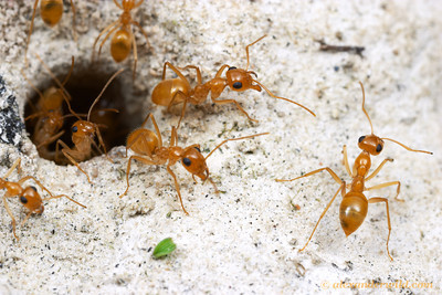 Mymecocus mexicanus leaving the nest