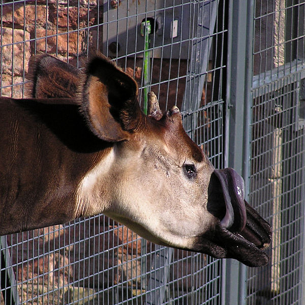 okapi blue tongue