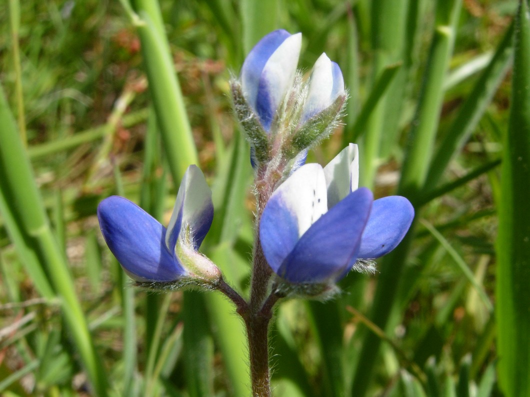 Lupinus bicolor 2013 located at http://www.ece.ubc.ca/~ianc/BotanyBC2008_Day3/DSCN7071e.JPG