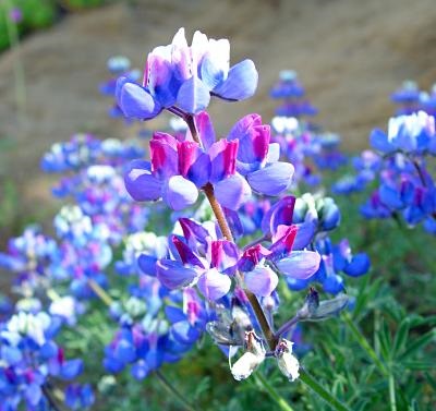 bicolor_lupine