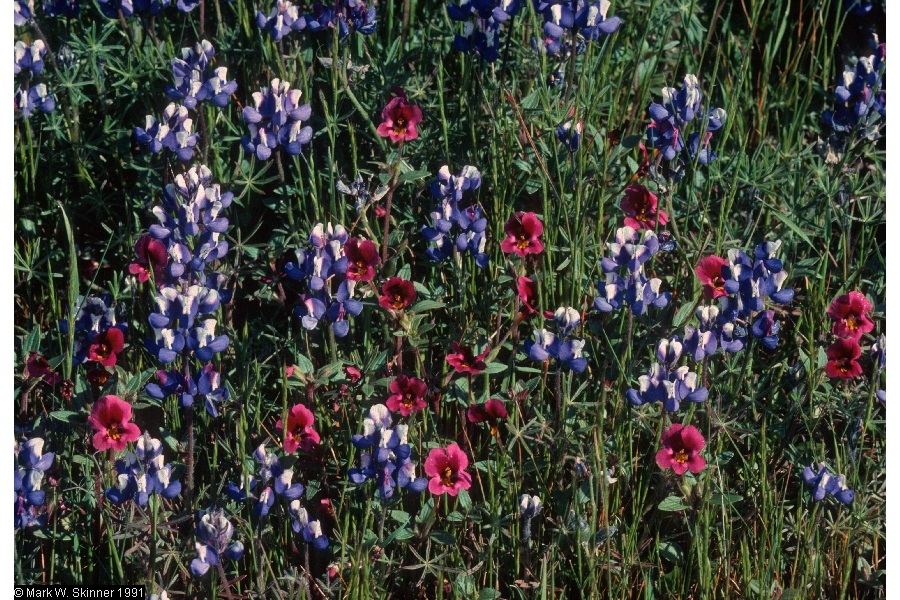 l bicolor with other flower