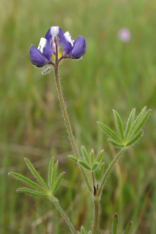 lupine