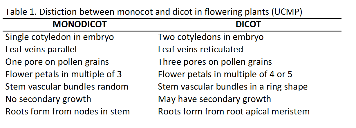 dicot