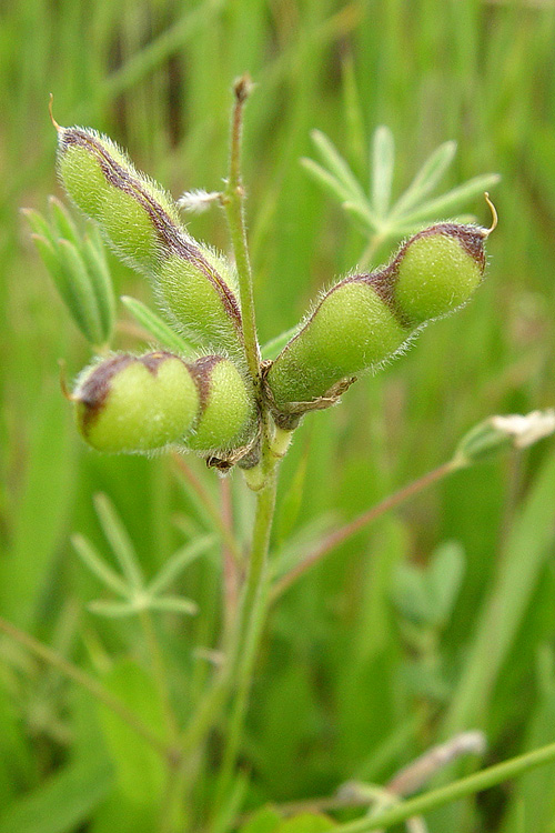 Pods