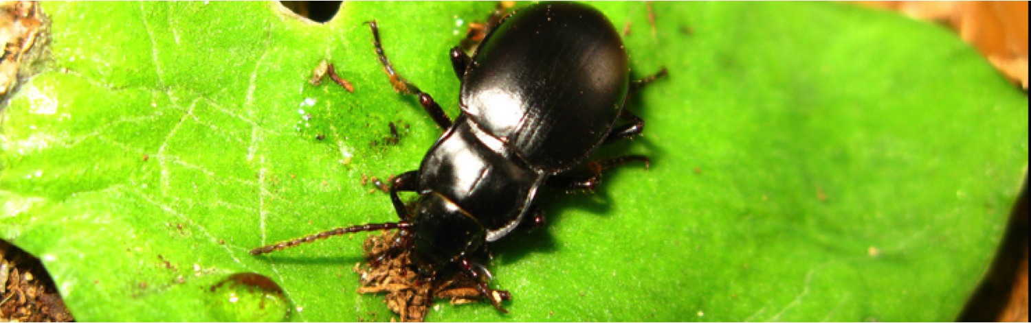 Metrius contractus on a leaf feeding. Image taken by and used with permission from Sarah Crews.