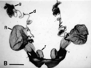 Reaction system of Metrius contractus after being infused with Potassium Hydroxide for better viewing.Letters R, r, d, and g correspond to the reservoir, reaction chamber, efferent duct, and gland respectively. The scale bar (B) is representative of one millimeter. Image published by Eisner et al. (2000).