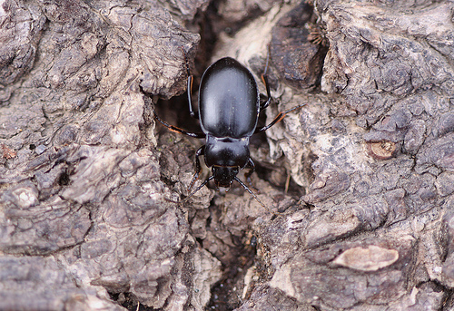 Metrius contractus on wood.  Image taken by and permission to use from Mark Leppin.