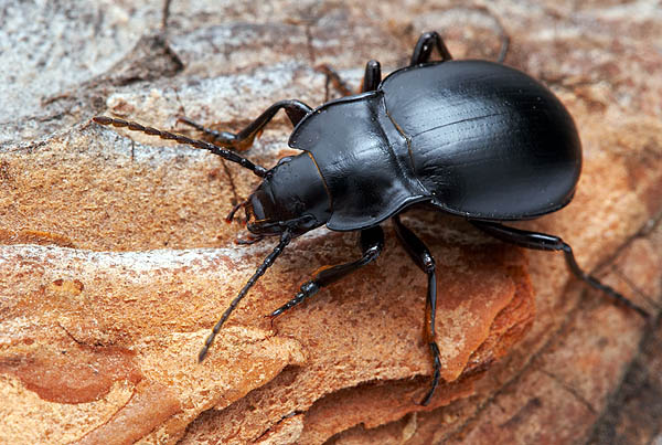 Metrius contractus on a rock. Image taken by and used with permission from Alex Wild. 