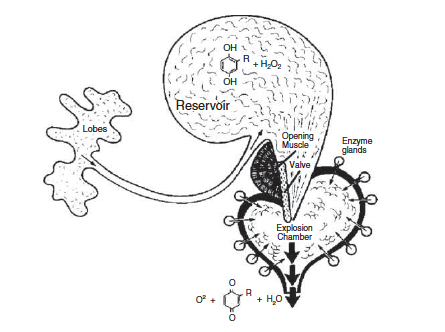 Reaction system of Metrius contractus labeled with location of main reactants. Image published by Beheshti and McIntosh (2007).