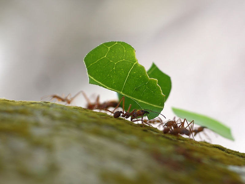 Image of ants working together (picture used with permission by Wikipedia Commons, uploaded by Hans Hillewaert)