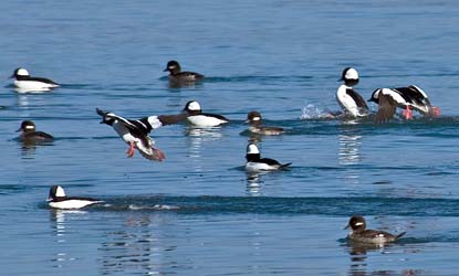 Odontosyllis phosphorea are vonerable to ducks during their bioluminescent mating ritual.