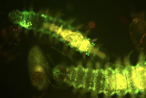 Odontosyllis phosphorea bioluminecence. 