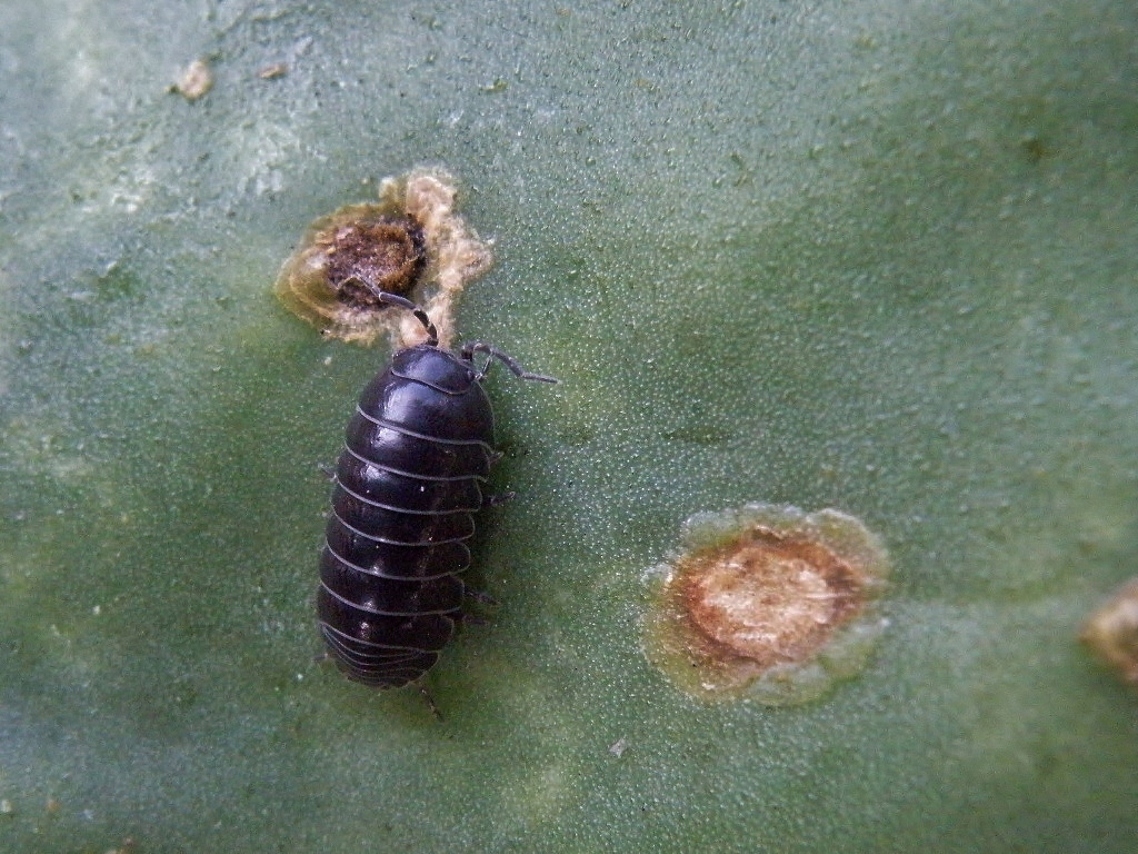 Armadillidium vulgare on a leaf. Photo taken by Carlos M. Mancilla C. Used with permission.