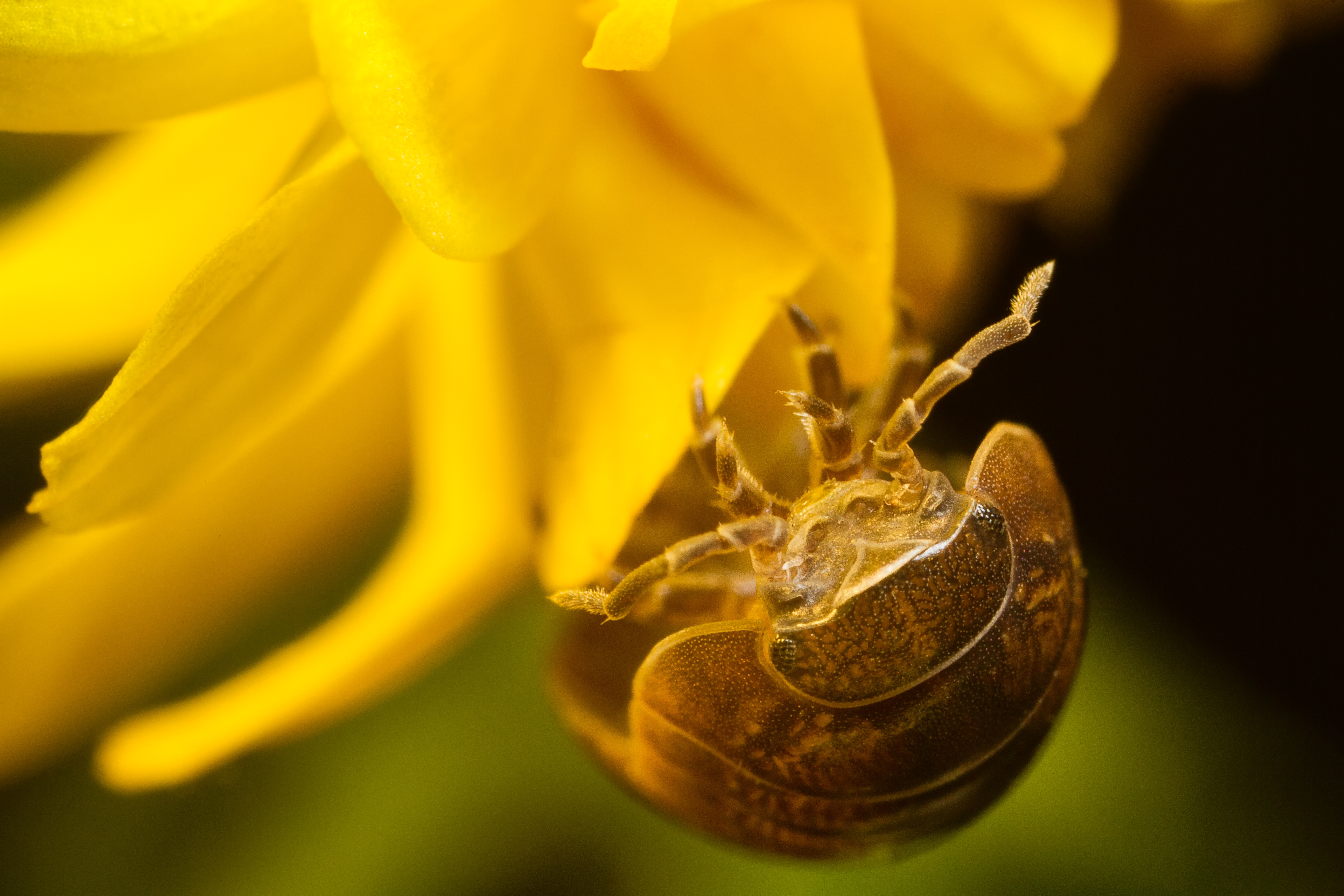 Armadillium vulgare at Circle C Ranch, Austin, TX.  Photo by Jennifer Price