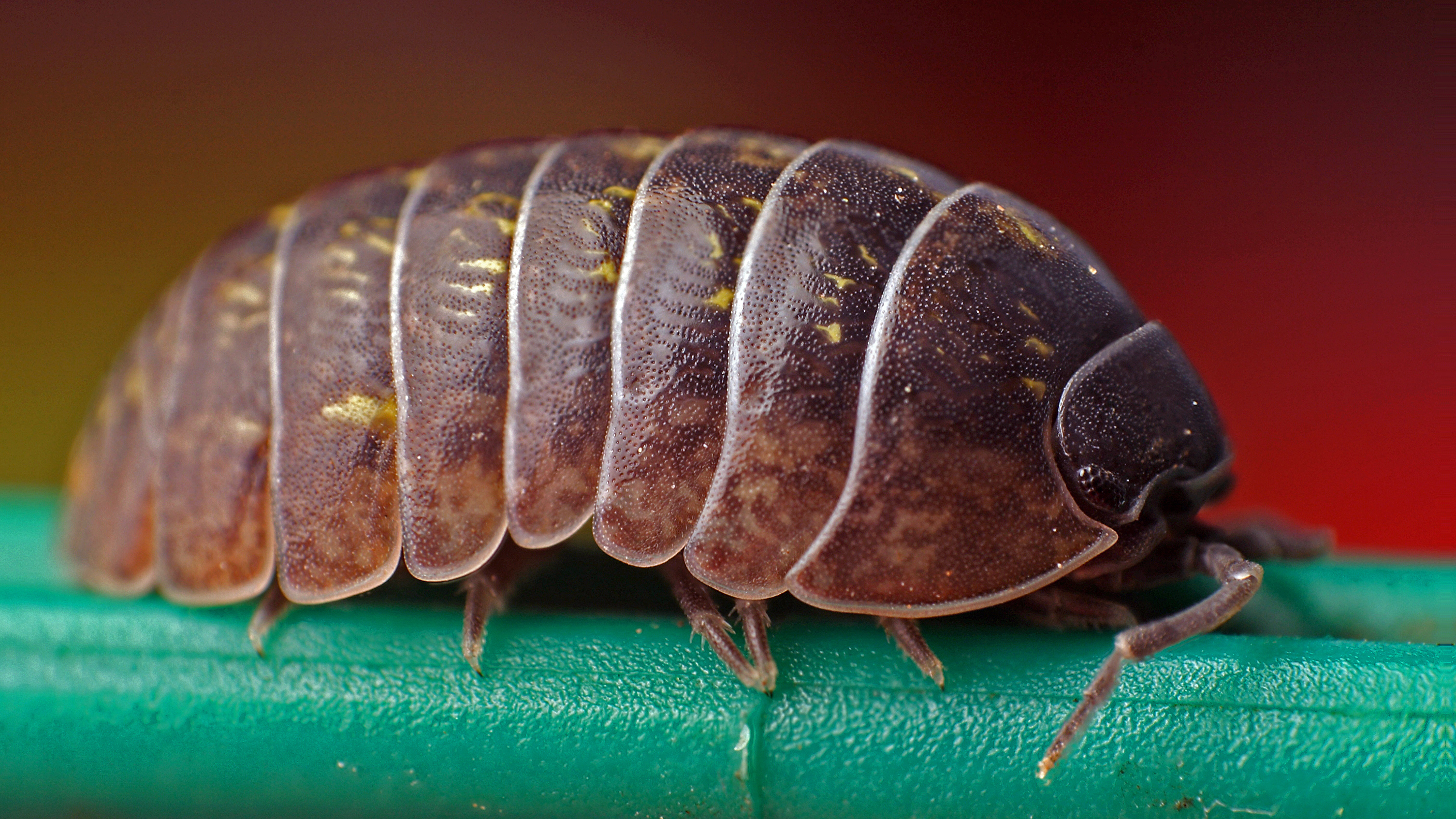 Armadillidium vulgare on patrol. Photo by Jeremy Royall, used with permission.