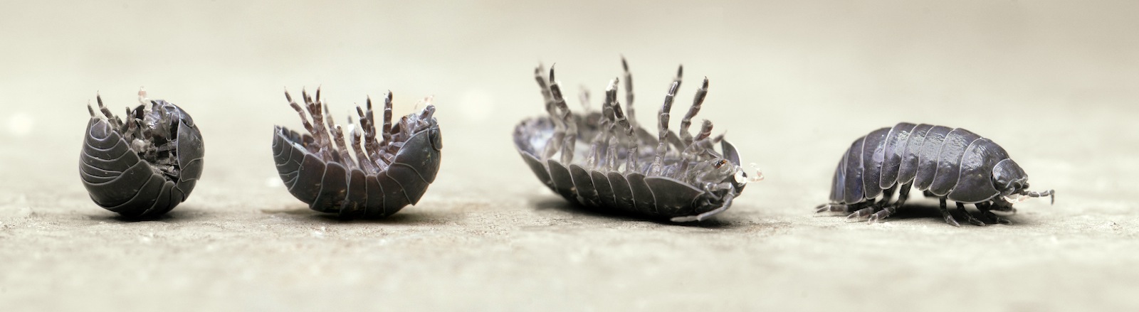 Pillbug (Armadillidium vulgare) rolling up.  Photo credit to Robert McRobbie via Flickr. Used with permission.