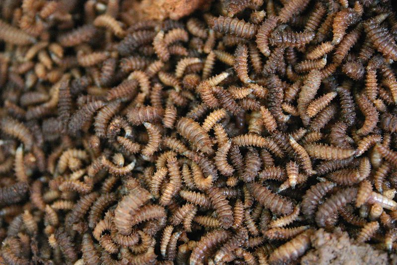 Fly and beetle larvae in a decomposing porcupine.  Taken by Paul Ventor, courtesy of WikiMedia Commons [ Creative Commons Attribution-Share Alike 3.0 Unported license]