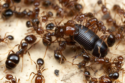 RIFAs attacking a beetle, photo credit to Alexander Wild http://www.alexanderwild.com/Ants/Taxonomic-List-of-Ant-Genera/Solenopsis/