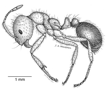 RIFA pen drawing, photo credit to Joe MacGown, Mississippi Entomological Museum http://mississippientomologicalmuseum.org.msstate.edu/Researchtaxapages/Formicidaepages/genericpages/Solenopsis.invicta.htm