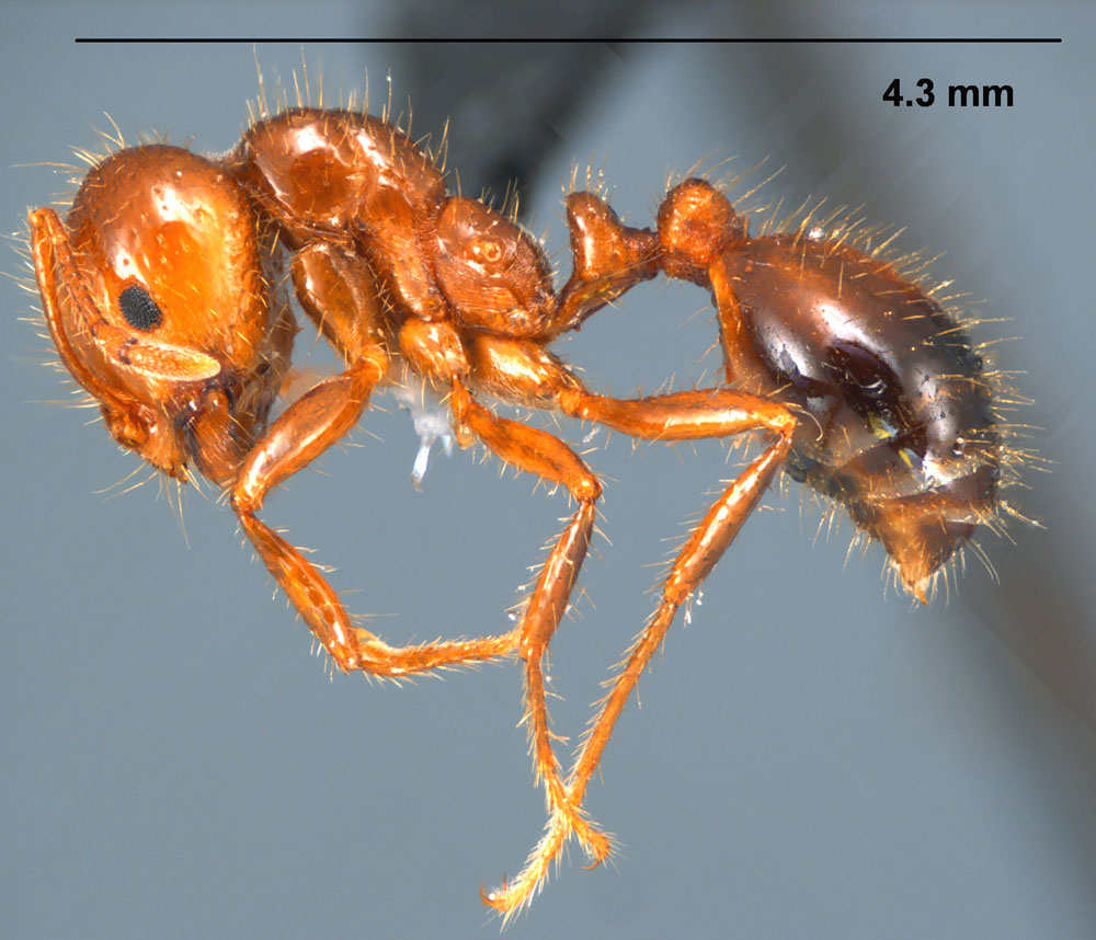 Profile of S. invicta worker. Photo by Joe MacGown, Mississippi Entomological Museum. http://mississippientomologicalmuseum.org.msstate.edu/Researchtaxapages/Formicidaepages/genericpages/Solenopsis.invicta.htm