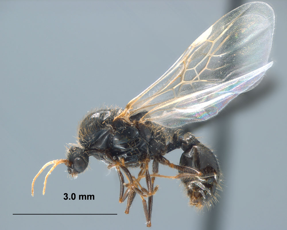 RIFA male side view, photo credit to Joe MacGown, Mississippi Entomological Museum http://mississippientomologicalmuseum.org.msstate.edu/Researchtaxapages/Formicidaepages/genericpages/Solenopsis.invicta.htm