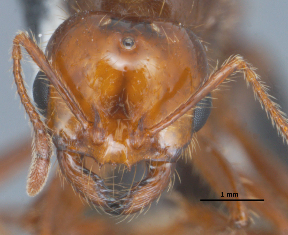 RIFA queen head, photo credit to Joe MacGown, Mississippi Entomological Museum http://mississippientomologicalmuseum.org.msstate.edu/Researchtaxapages/Formicidaepages/genericpages/Solenopsis.invicta.htm