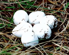 S. invicta attacking emerging bobwhite chicks. Picture courtesy of C. Allen. http://www.clemson.edu/cafls/departments/esps/factsheets/new_imported/ni2_ifa.html