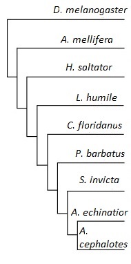 Phylogenetic tree of different ant species from Comparative genomics analysis of five families of antimicrobial peptide-like genes in seven ant species http://www.sciencedirect.com/science/article/pii/S0145305X12000900