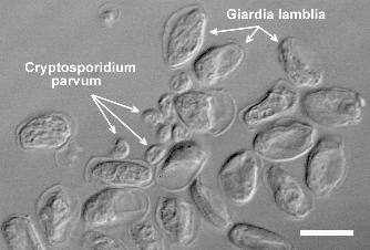 G. lamblia vs. C. parvum from the EPA.