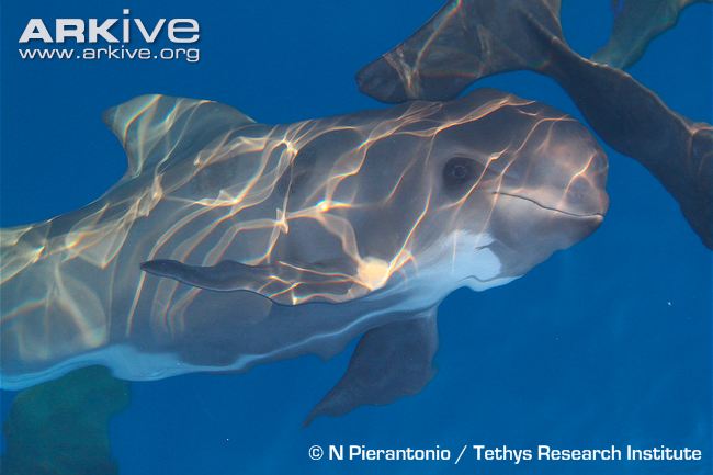 Accessed From: http://www.arkive.org/long-finned-pilot-whale/globicephala-melas/image-A23551.html