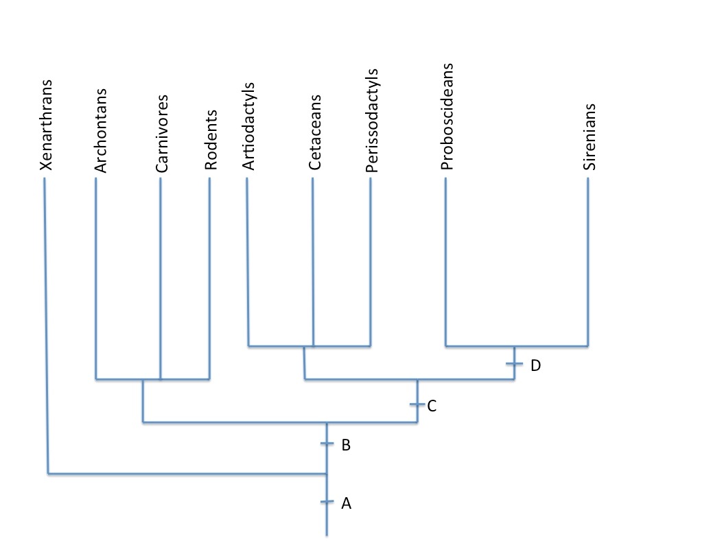 Phylogenetic Tree 